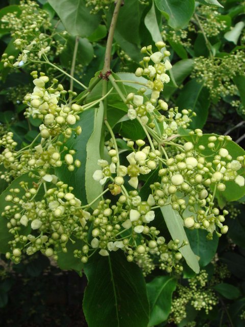 Euonymus hamiltonianus 'Ydoensis' fleur P1A